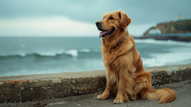 可爱宠物狗金毛在海边遛狗图片