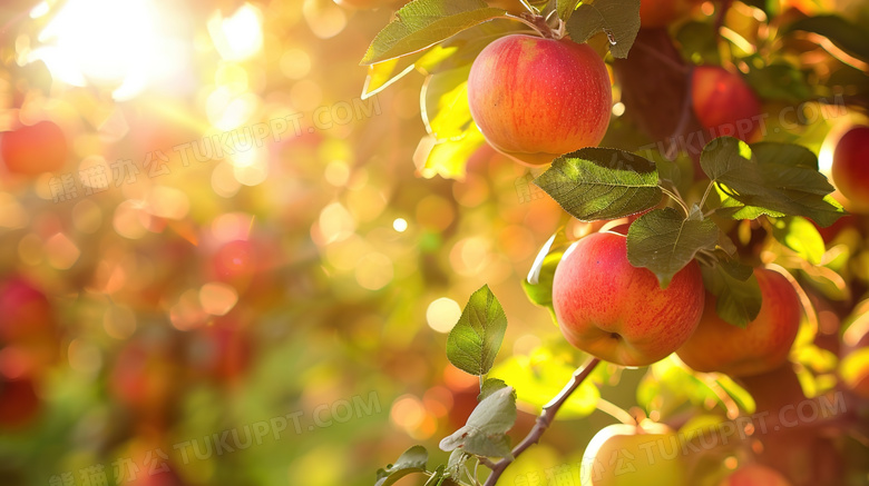 果园丰收水果苹果图片