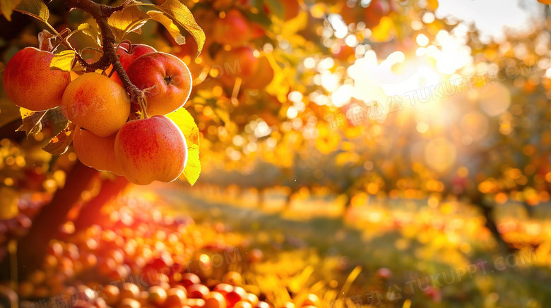 果园丰收水果苹果图片