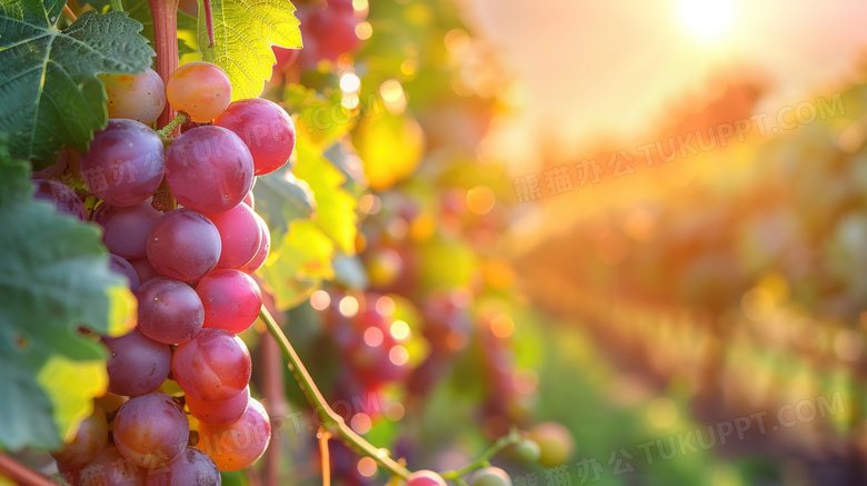 果园新鲜葡萄丰收图片