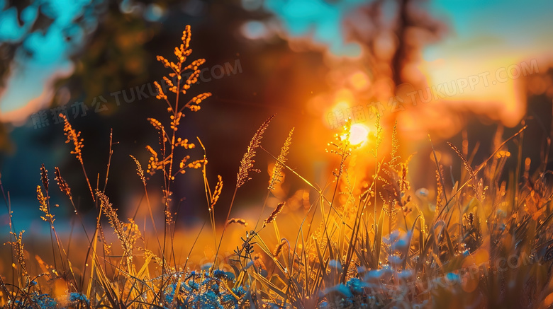 秋季夕阳草地自然风景图片