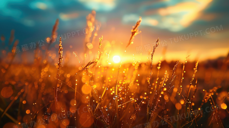 秋季夕阳草地自然风景图片