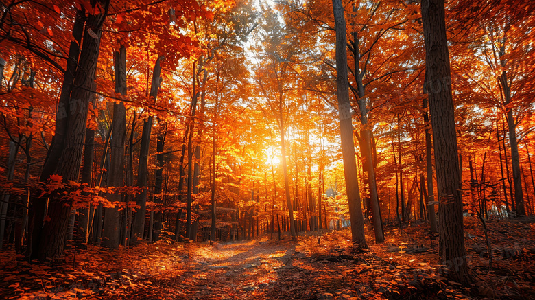 清晨日出树林秋季自然风景图片