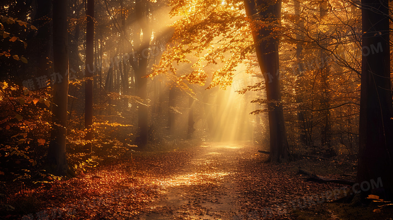 清晨日出树林秋季自然风景图片
