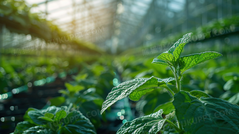 大棚蔬菜种植农业图片