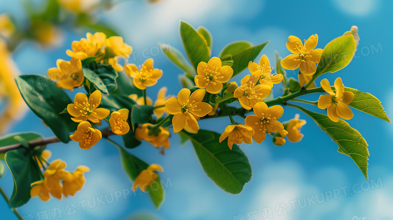 中秋节植物桂花树图片