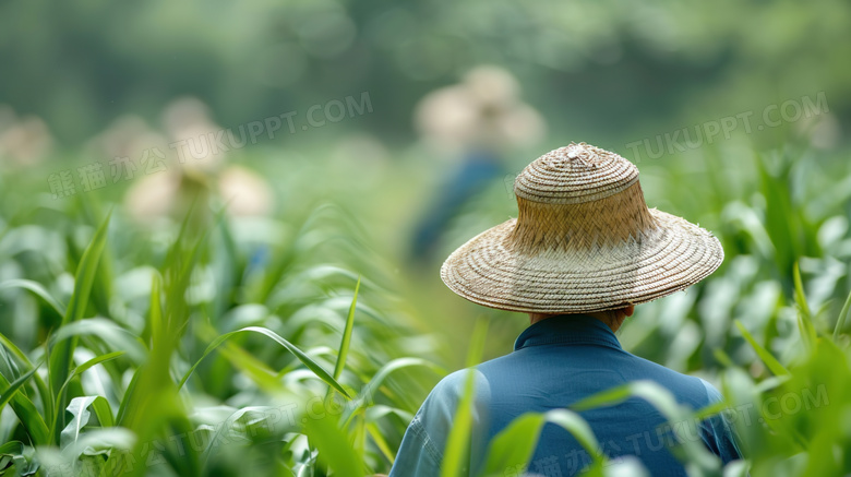 戴着草帽的农民背影特写图片