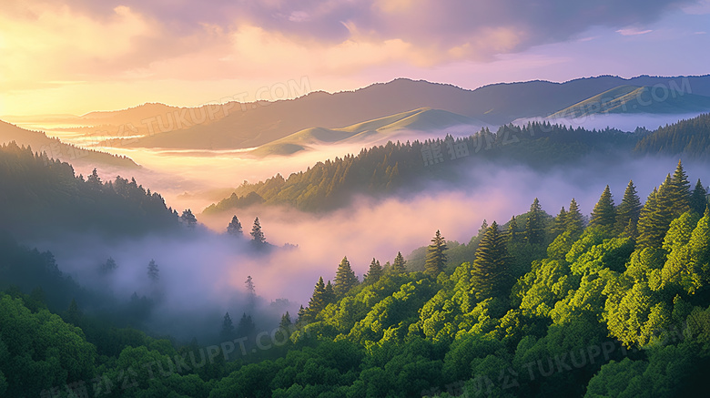 夏季森林大自然风景图片