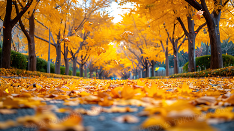 秋天金黄落叶树叶特写图片