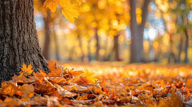 秋天金黄落叶树叶特写图片