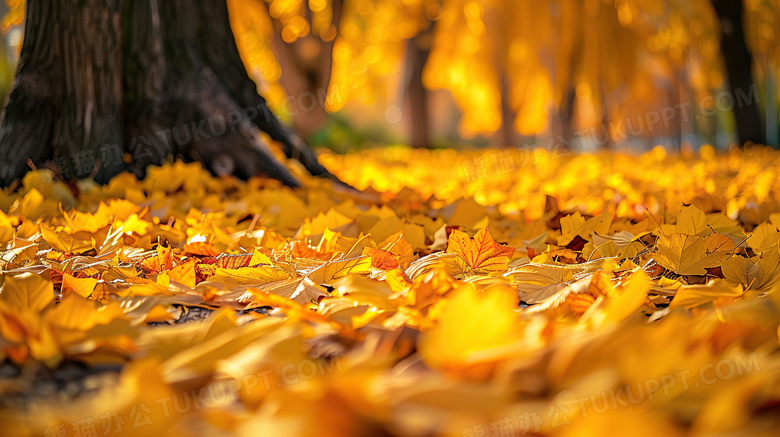 秋天金黄落叶树叶特写图片