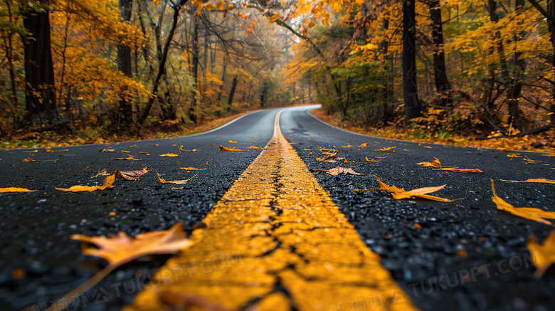 秋天公路落叶风景图片