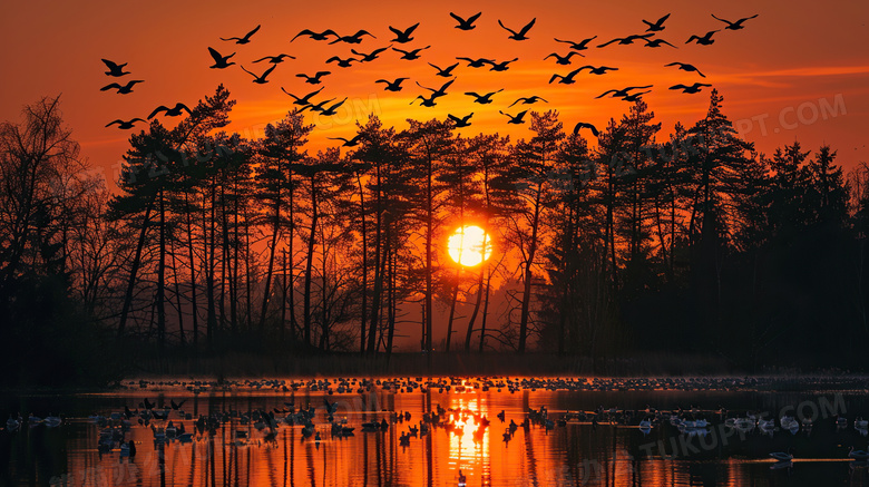 秋天日落夕阳丛林飞鸟风景图片