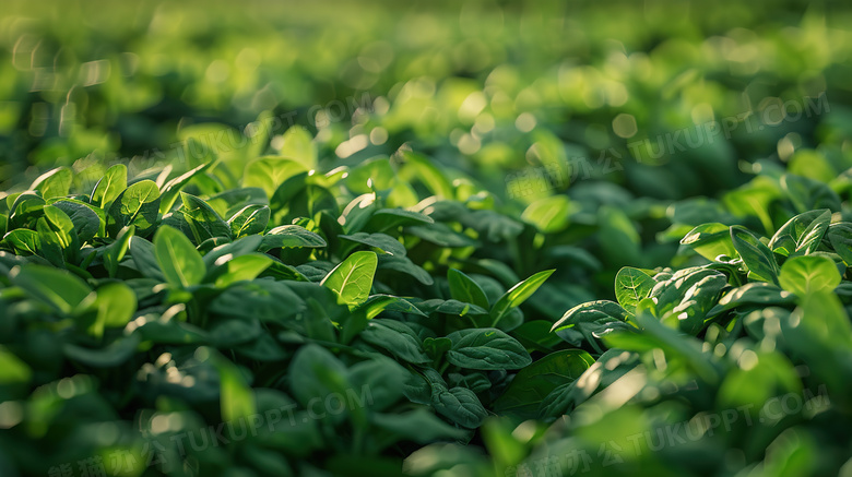 绿色有机种植蔬菜菠菜图片