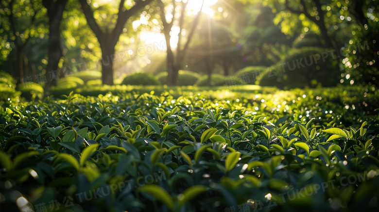 绿色有机种植茶园茶叶图片