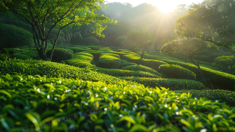 绿色有机种植茶园茶叶图片