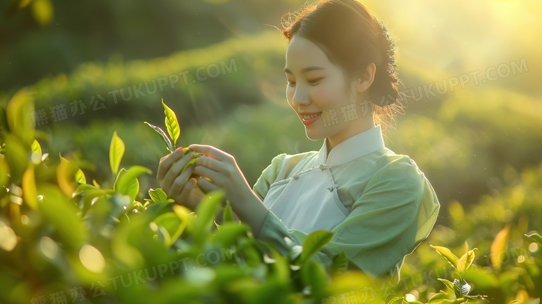 亚洲农民采摘茶叶图片