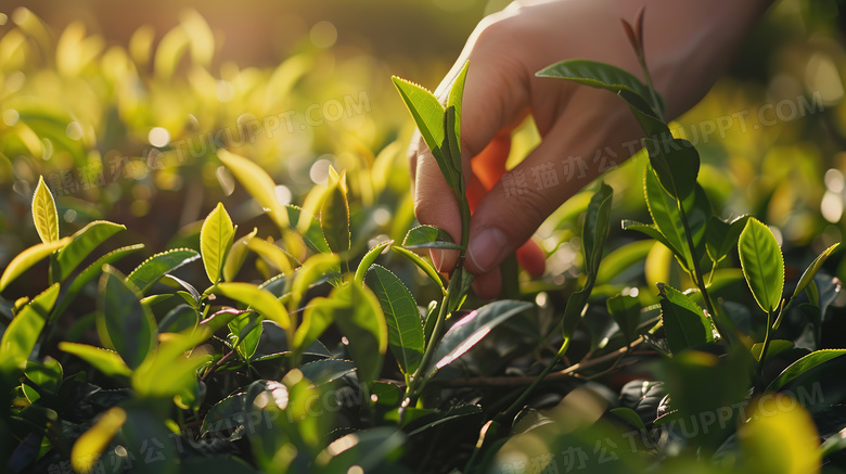 摘茶叶的手特写图片