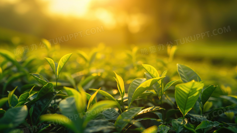 茶叶嫩芽特写图片