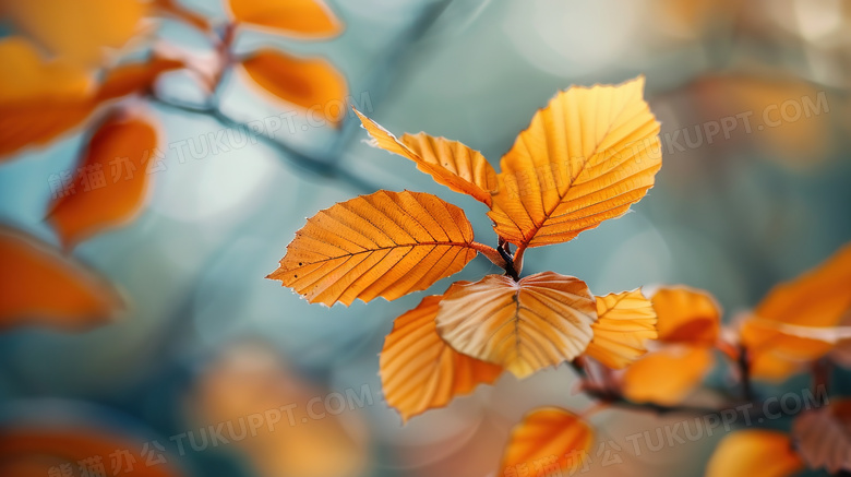 秋季金黄色植物树叶特写图片