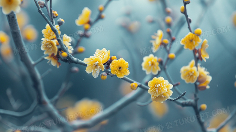 黄色腊梅花风景图片