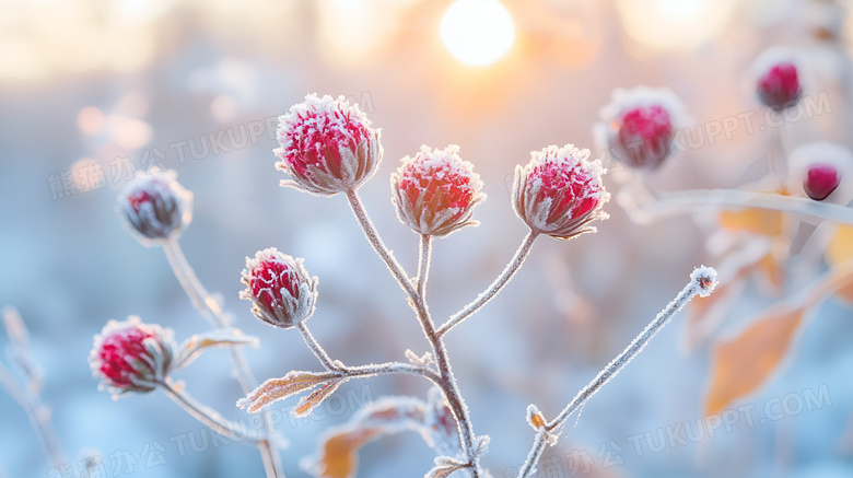 冬季花卉植物图片