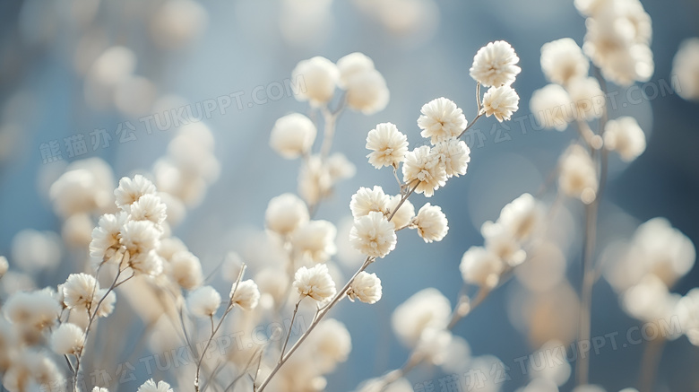 冬季植物花卉图片