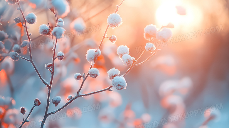 冬季植物花卉图片