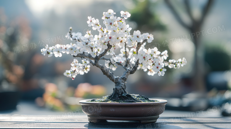 植物花卉梅花盆栽盆景图片