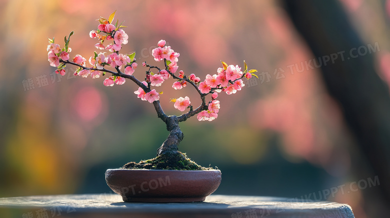 植物花卉梅花盆栽盆景图片