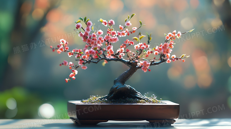 植物花卉梅花盆栽盆景图片