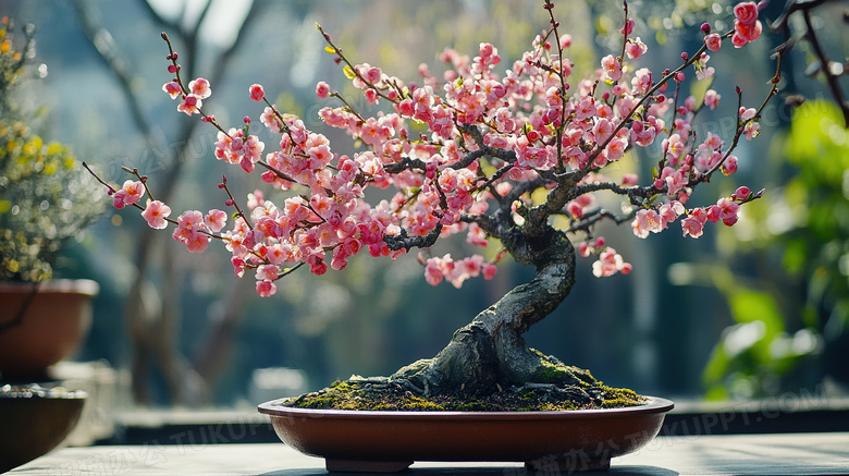 植物花卉梅花盆栽盆景图片