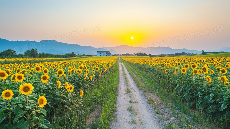 乡村农村田园花海道路风景图片