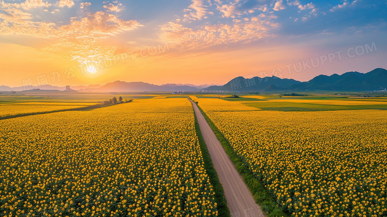 乡村农村田园花海道路风景图片