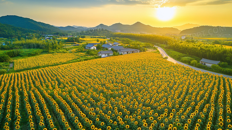 乡村农村田园花海道路风景图片