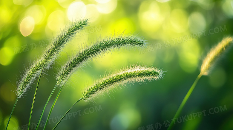 植物绿植狗尾巴草图片