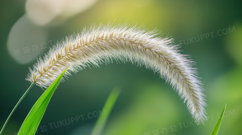 植物绿植狗尾巴草图片