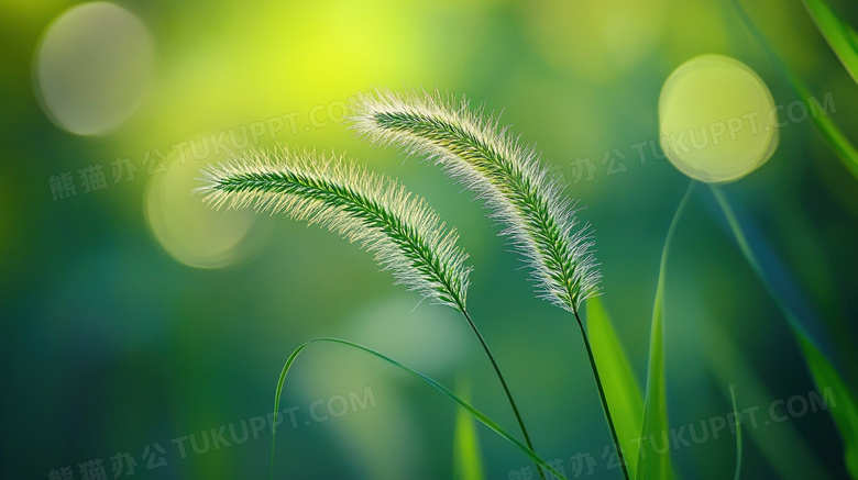 植物绿植狗尾巴草图片