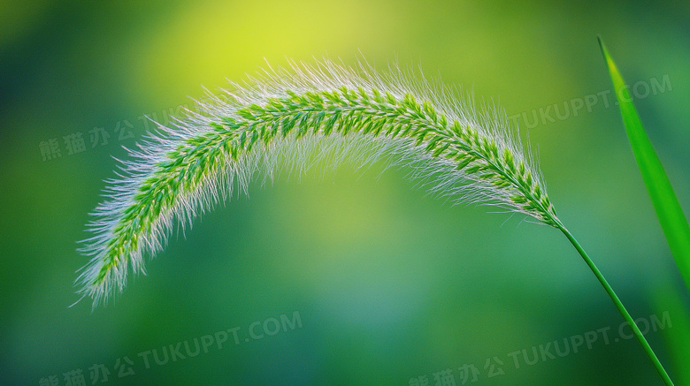 植物绿植狗尾巴草图片