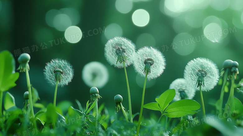 植物绿植蒲公英图片