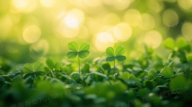 植物绿植四叶草三叶草图片