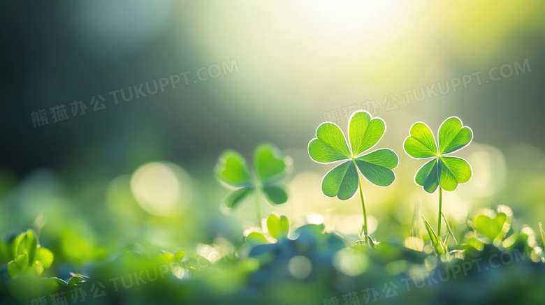 植物绿植四叶草三叶草图片