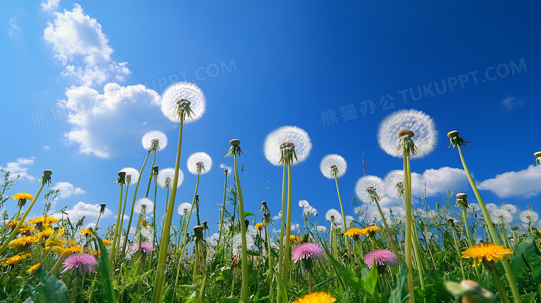 夏天的一片蒲公英图片