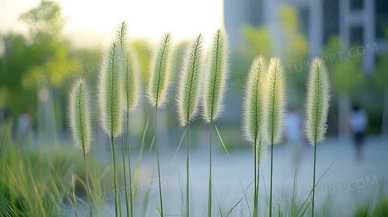 狗尾巴草植物图片