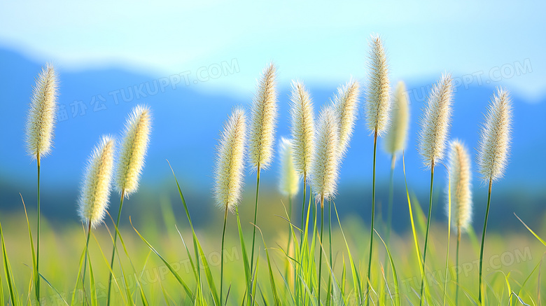 狗尾巴草植物图片