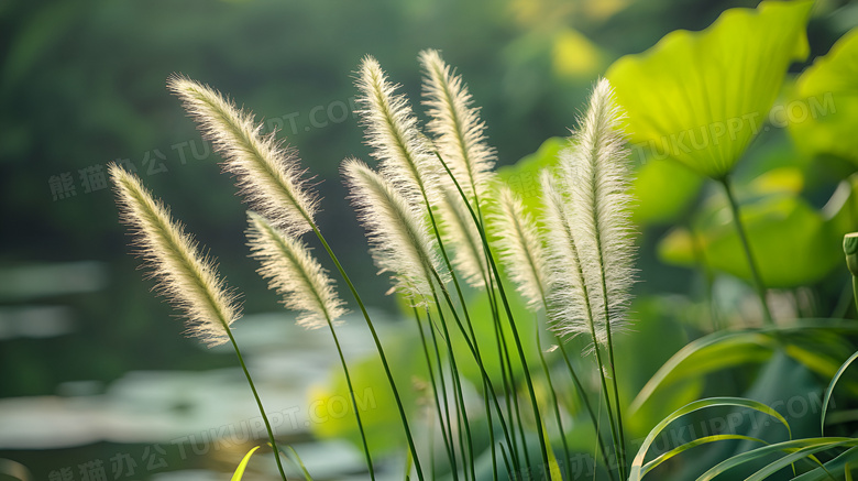 狗尾巴草植物图片