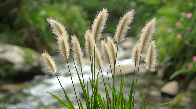 狗尾巴草植物图片