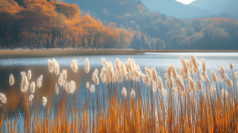 秋天的芦苇植物图片