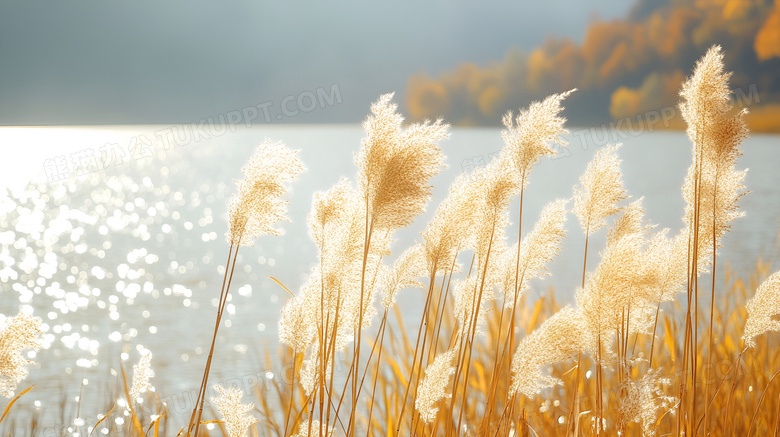 秋天的芦苇植物图片