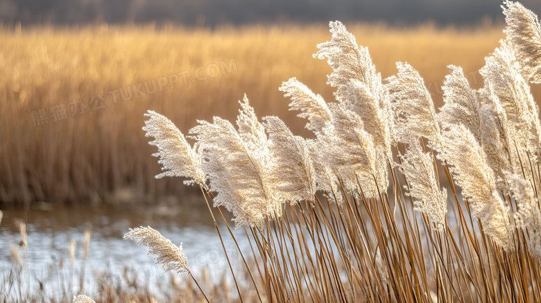 秋天的芦苇植物图片